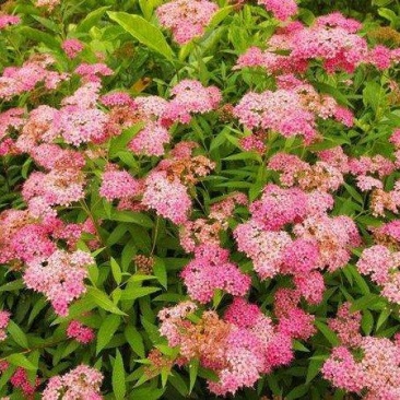 粉花绣线球