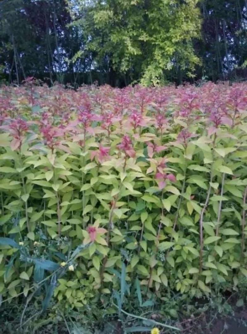 粉花绣线球