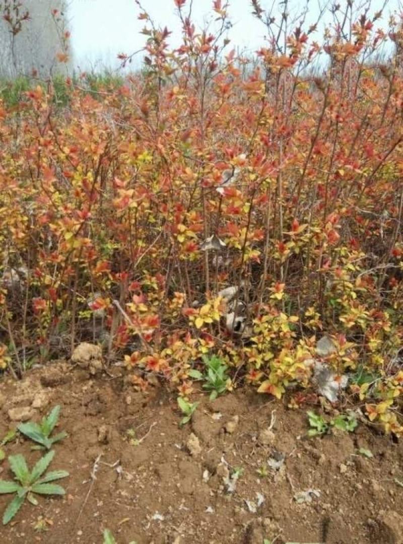 粉花绣线球