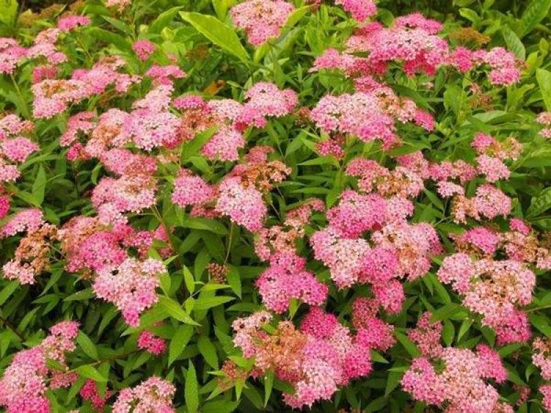 粉花绣线球