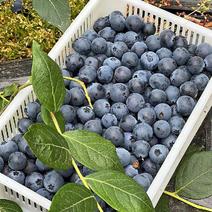 辽宁蓝莓大量上市产地直发对接批发市场欢迎