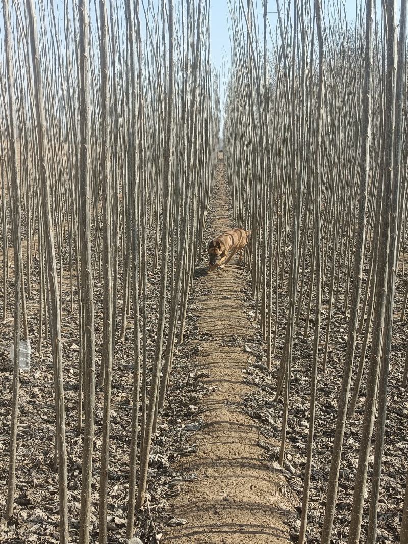 107杨树苗