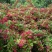 红王子锦带苗