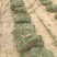 马尼拉草卷基地直供规格品种多样量大从优电联采购