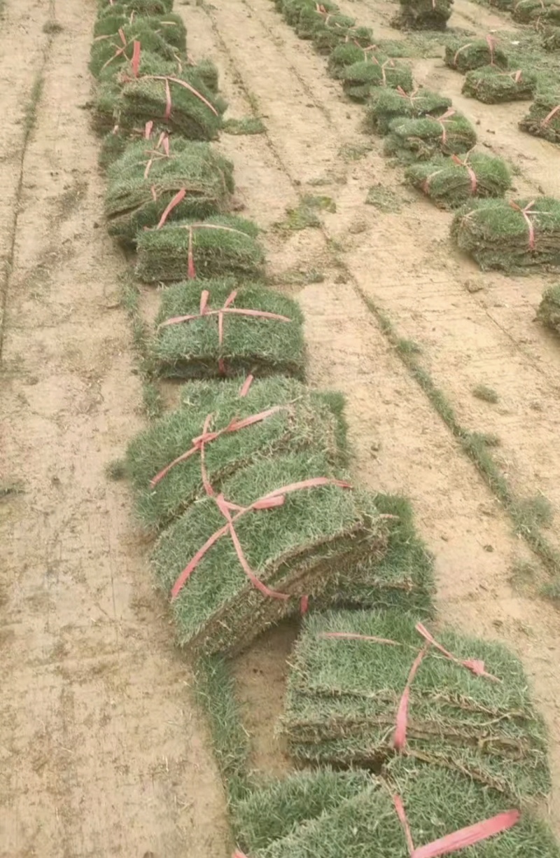 马尼拉草卷基地直供规格品种多样量大从优电联采购