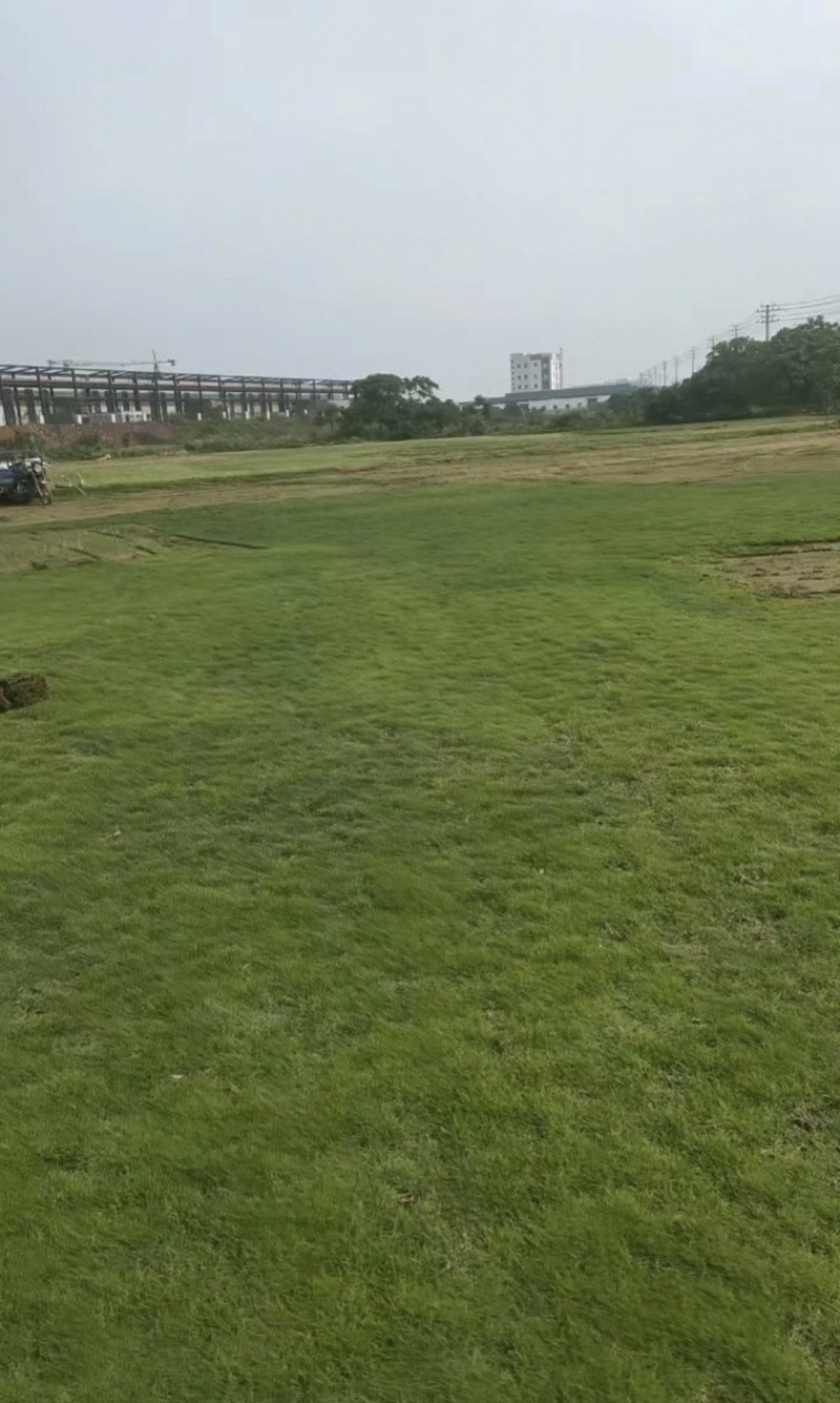 马尼拉草卷基地直供规格品种多样量大从优电联采购