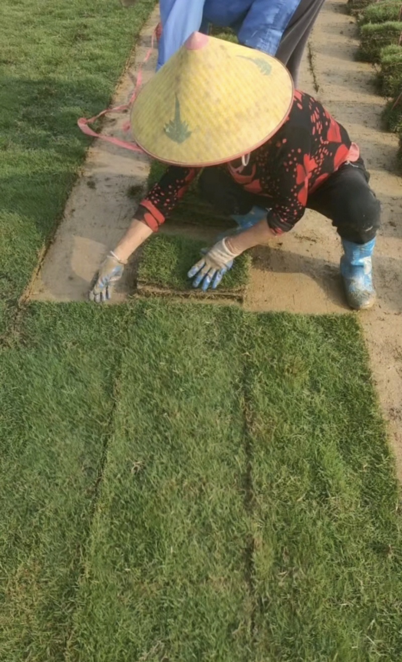 马尼拉草卷基地直供规格品种多样量大从优电联采购