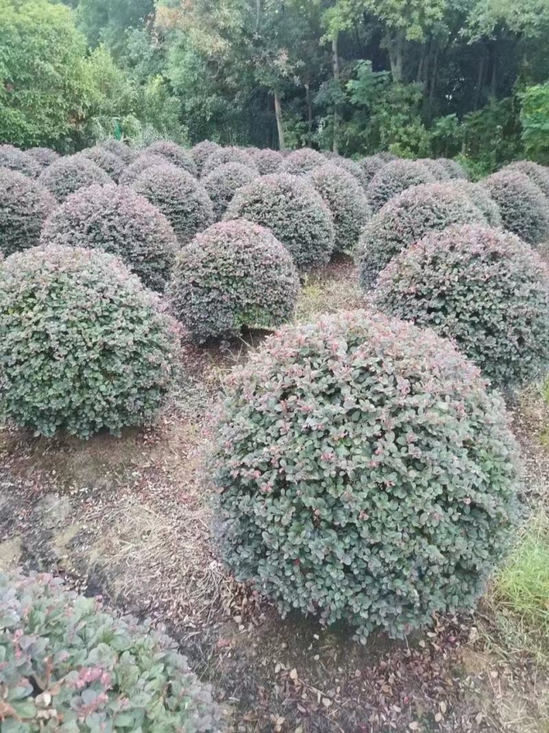 红花继木球