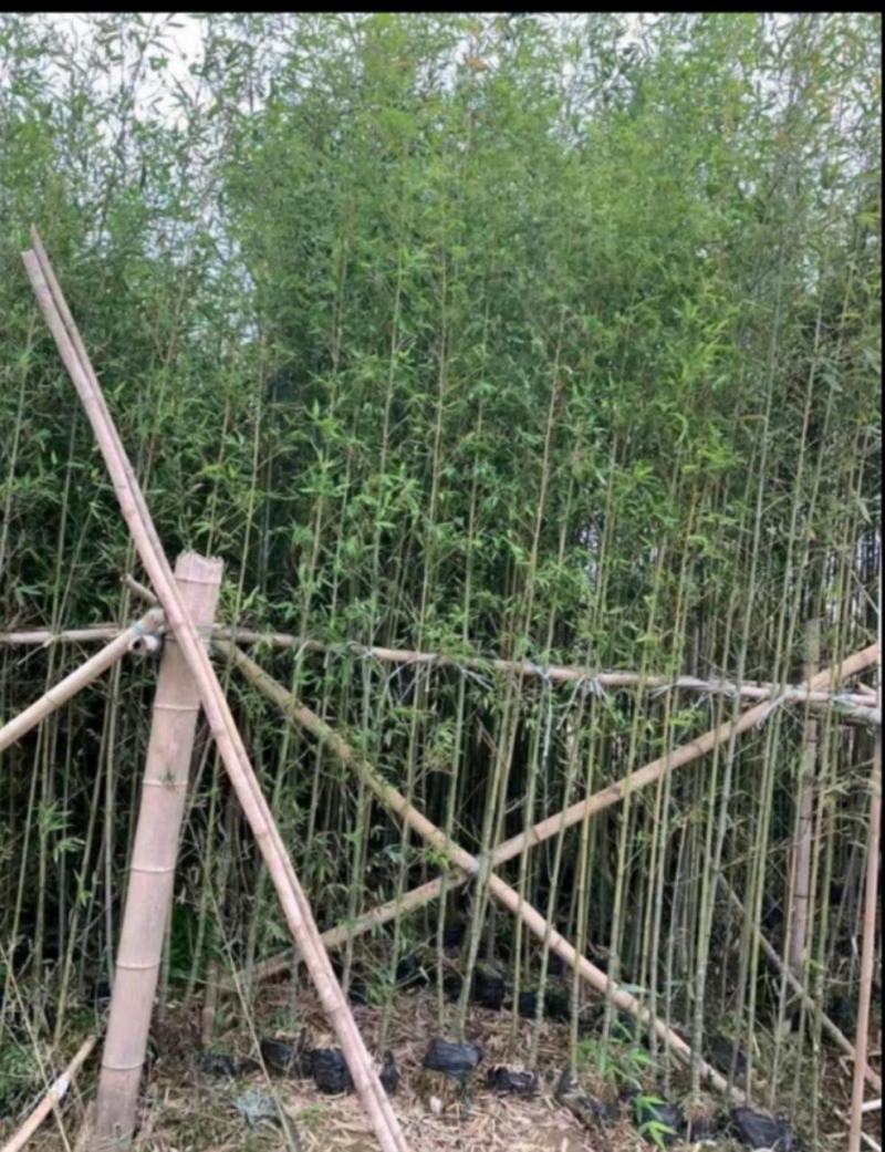 刚竹