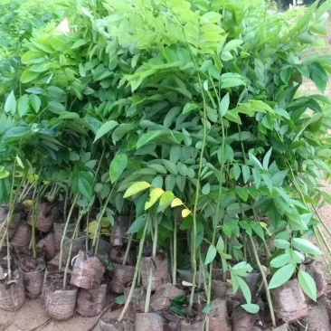 黄花梨