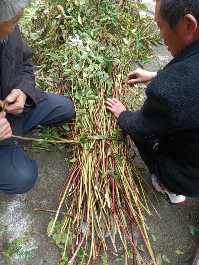 透骨香又名：透骨草、满山香、搜山虎、煤炭子、煤炭果、万