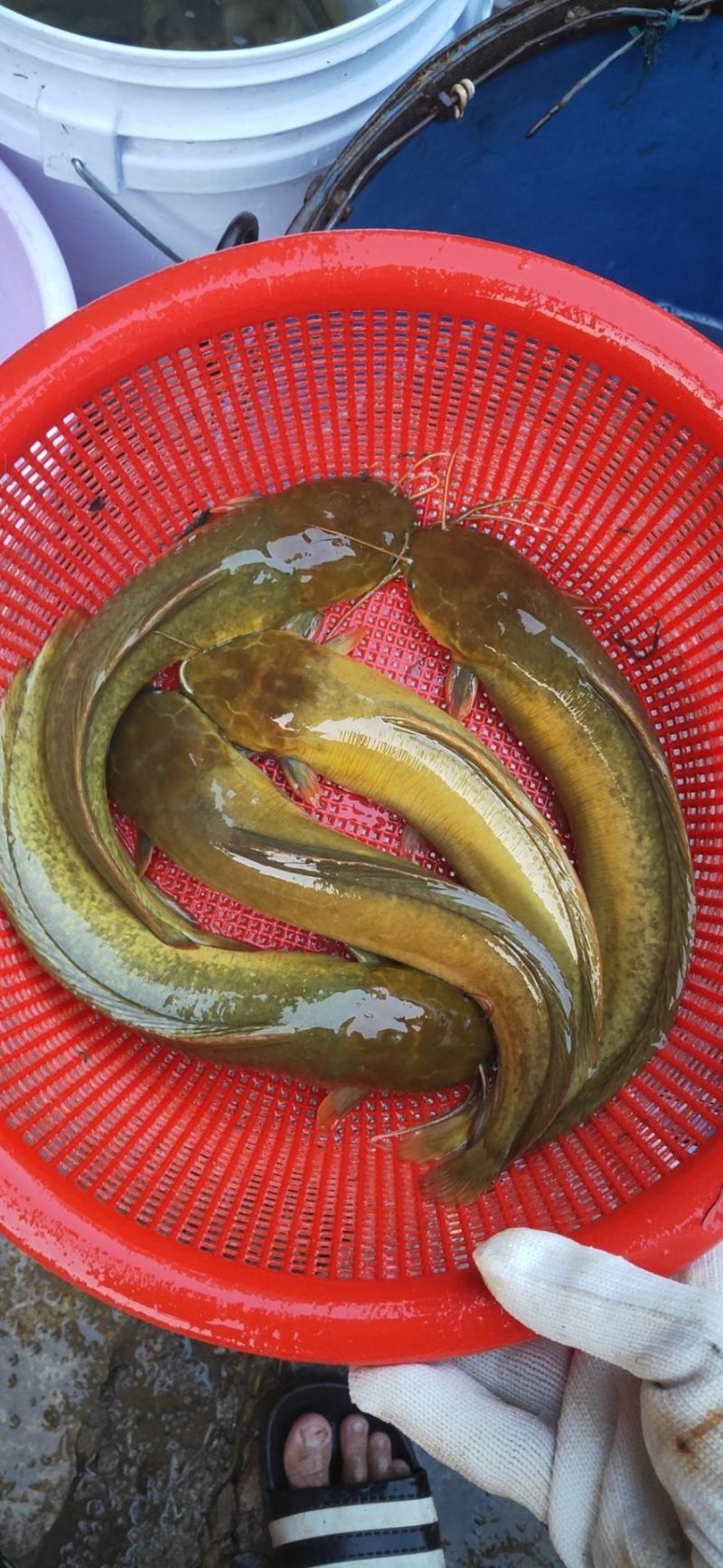 本地塘鲺苗+本地胡子鲶鱼苗批发+土鲶鱼苗基地直供+鲶鱼苗