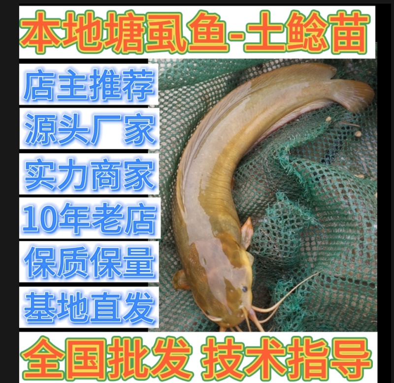 本地塘鲺苗+本地胡子鲶鱼苗批发+土鲶鱼苗基地直供+鲶鱼苗