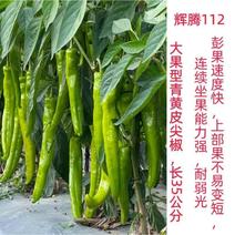 辉腾112大牛角椒种子，中早熟，黄绿色，辣味较浓