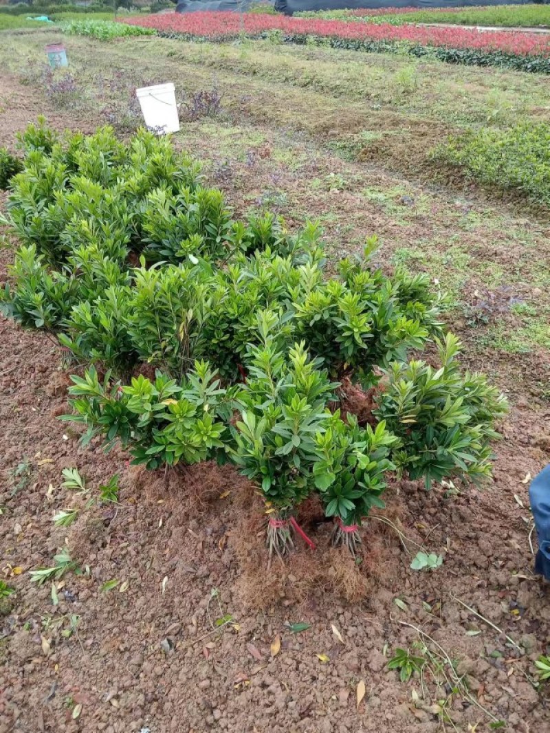 自产自销各种小苗，杜娟，红叶石楠小苗，各种杯苗