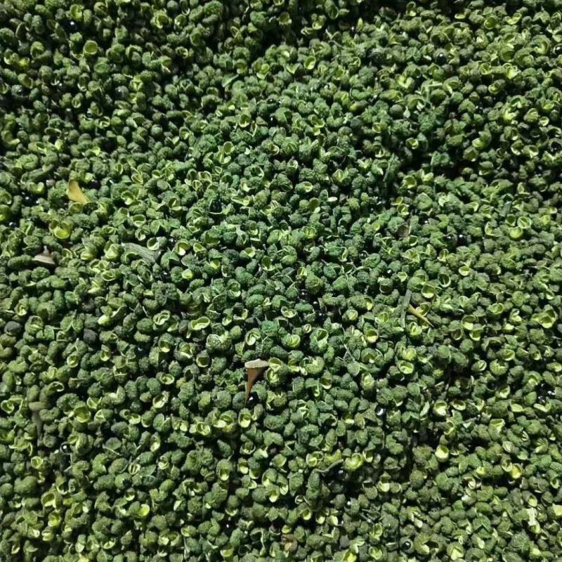 【精品青花椒】特麻青花椒重庆江津新货特香一级