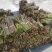 高山甜蕨大量现货供应，品质保证，欢迎老板采购