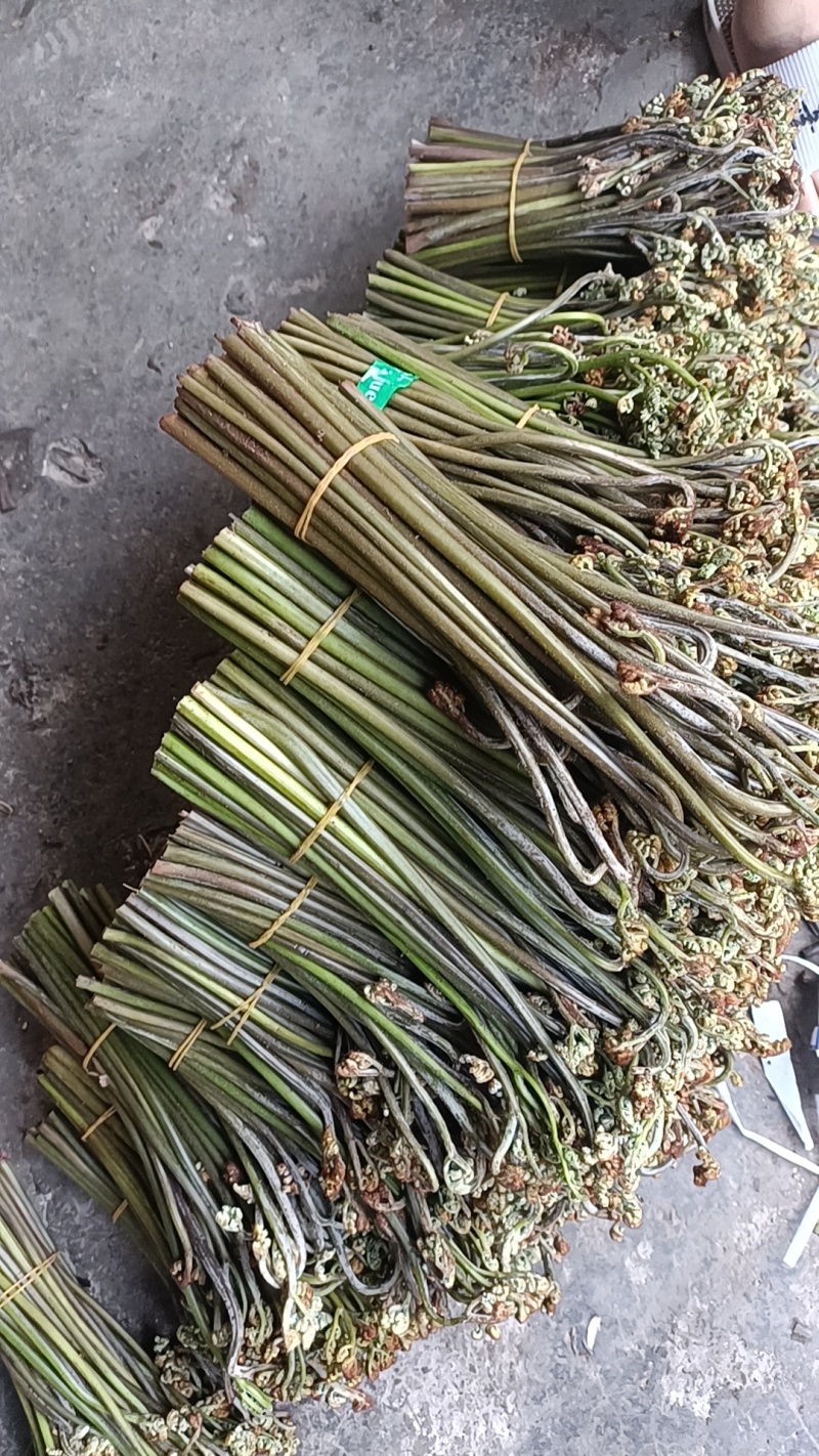 高山甜蕨大量现货供应，品质保证，欢迎老板采购