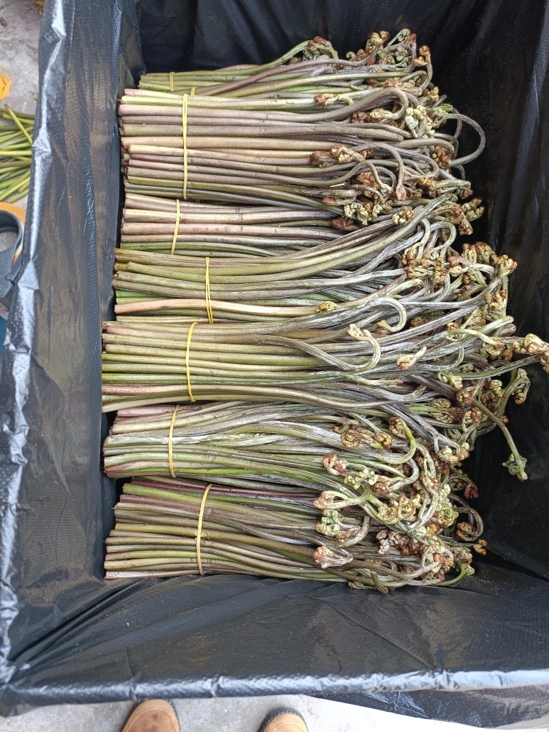 高山甜蕨大量现货供应，品质保证，欢迎老板采购