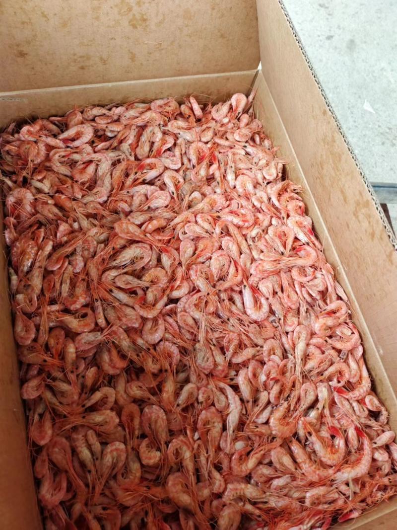 【优质红虾】渤海湾特产红虾山东沾化厂家直供质量保证