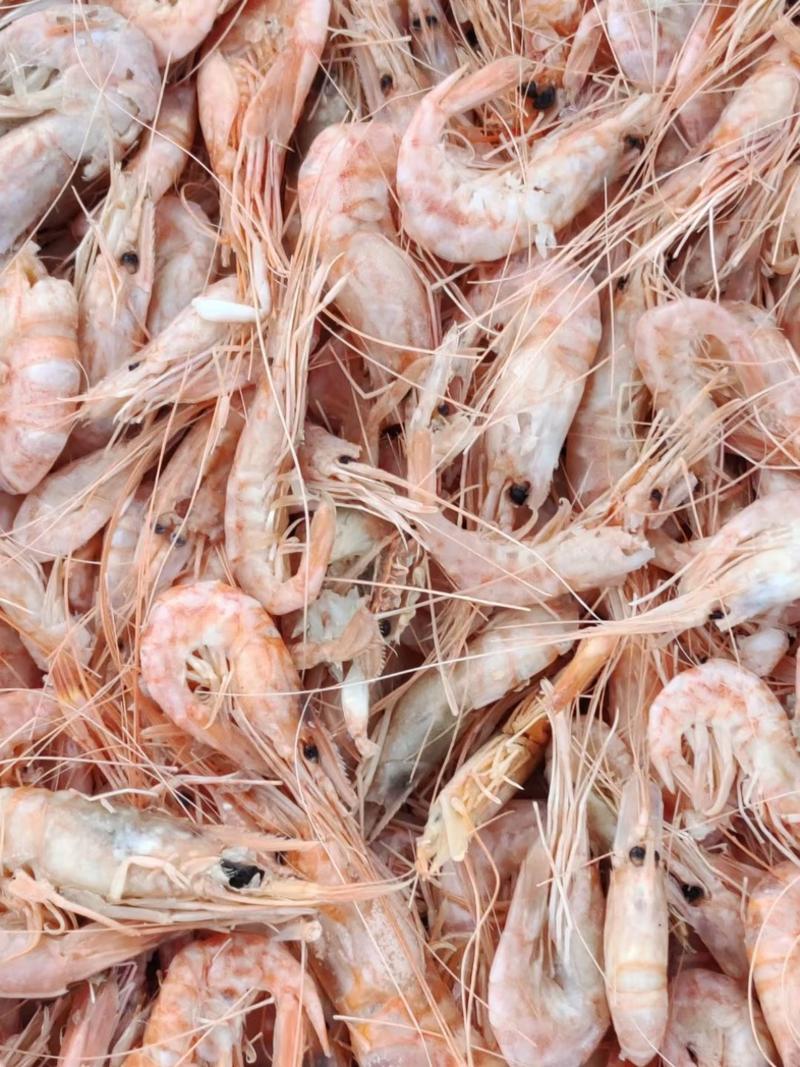 渤海湾特产红虾爪虾山东产地直供保质保量