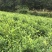 自己家的霉茶