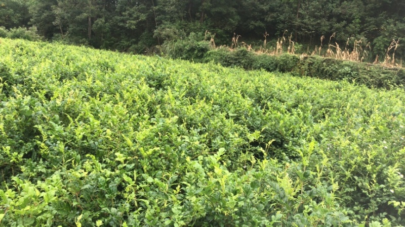 自己家的霉茶