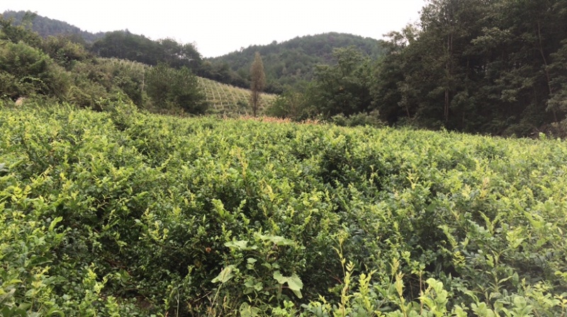 自己家的霉茶