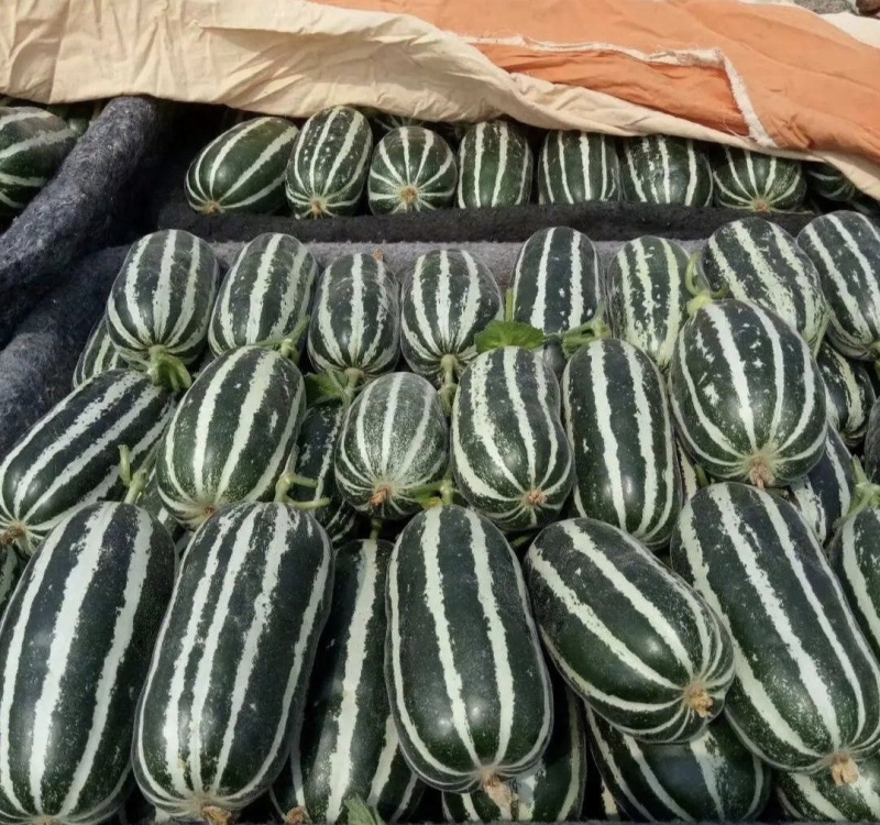 博洋九甜瓜博洋甜瓜博洋9甜瓜产地一手货源量大从优