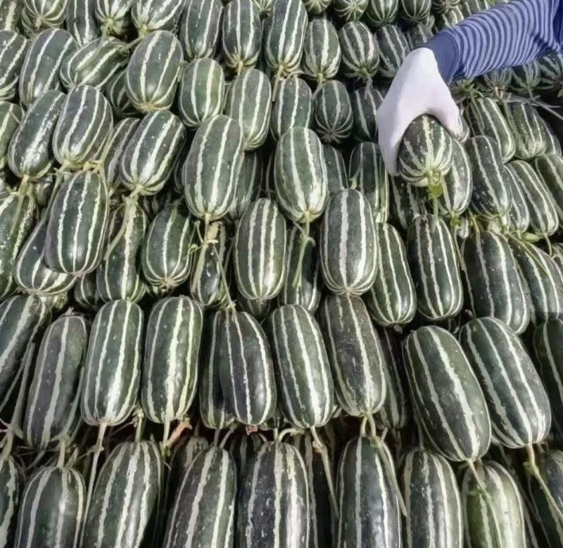 博洋九甜瓜博洋甜瓜博洋9甜瓜产地一手货源量大从优