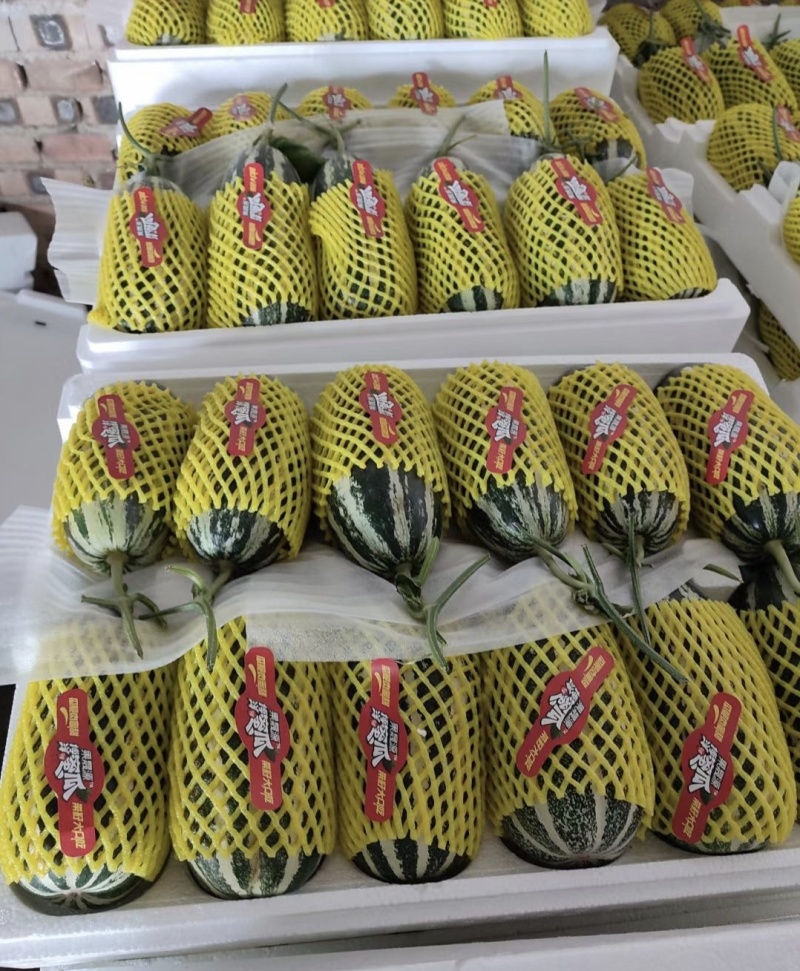 博洋九甜瓜博洋甜瓜博洋9甜瓜产地一手货源量大从优
