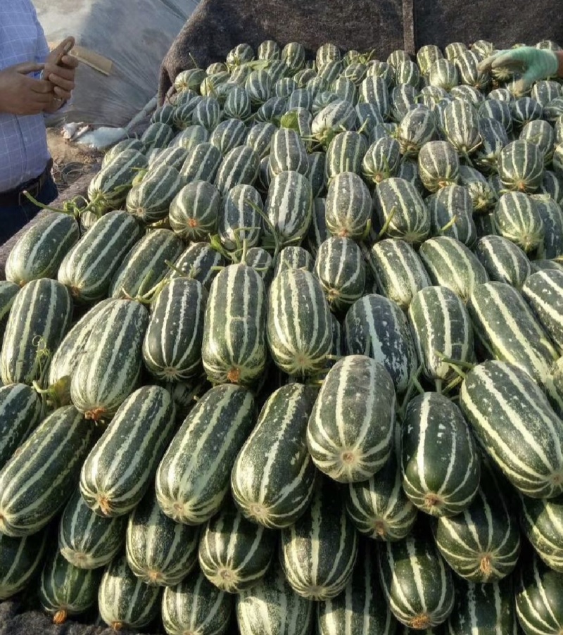 博洋九甜瓜博洋甜瓜博洋9甜瓜产地一手货源量大从优