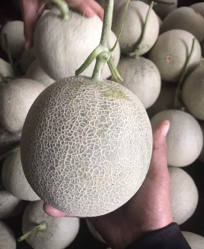 玫珑蜜瓜鲁厚甜瓜网纹产地直供一手货源代办代收量大优惠