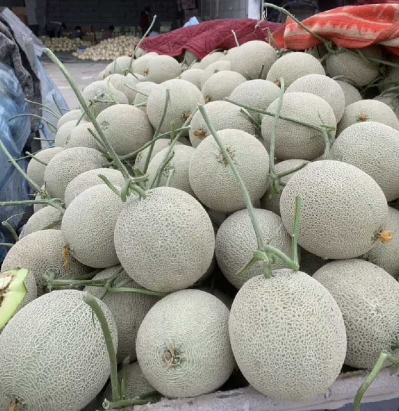 玫珑蜜瓜鲁厚甜瓜网纹产地直供一手货源代办代收量大优惠
