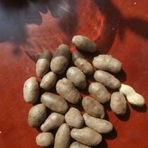 河北紫药山药豆，产地直发，一手货源，品质保证，可视频