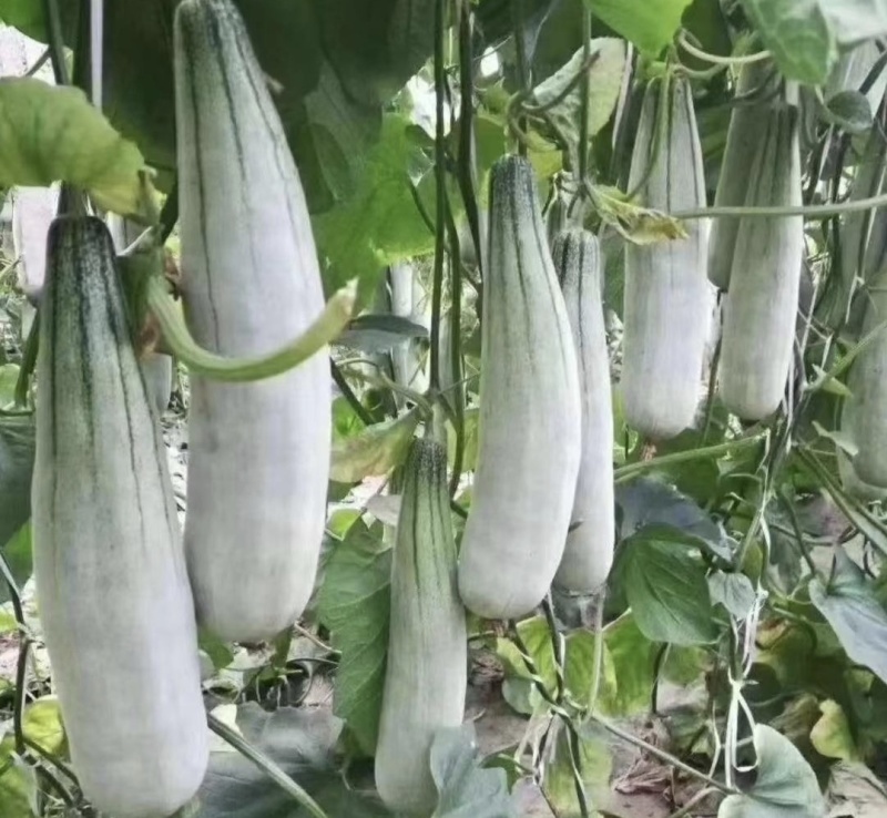 山东省潍坊寿光羊角蜜甜瓜，博洋61甜瓜欢迎大家前来采购