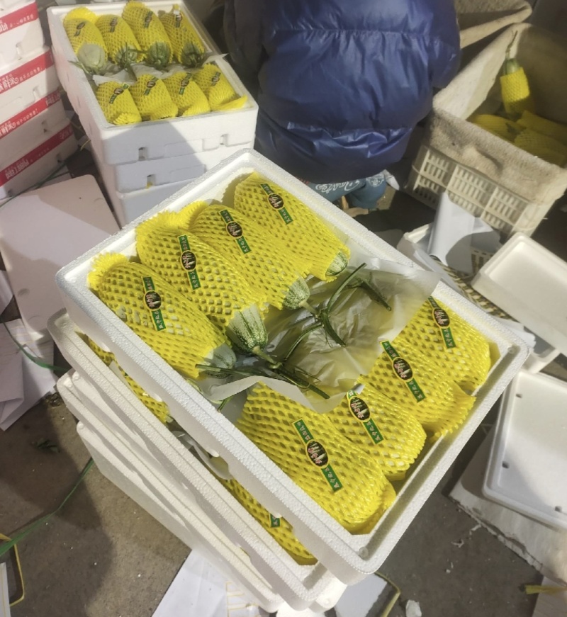 山东省潍坊寿光羊角蜜甜瓜，博洋61甜瓜欢迎大家前来采购