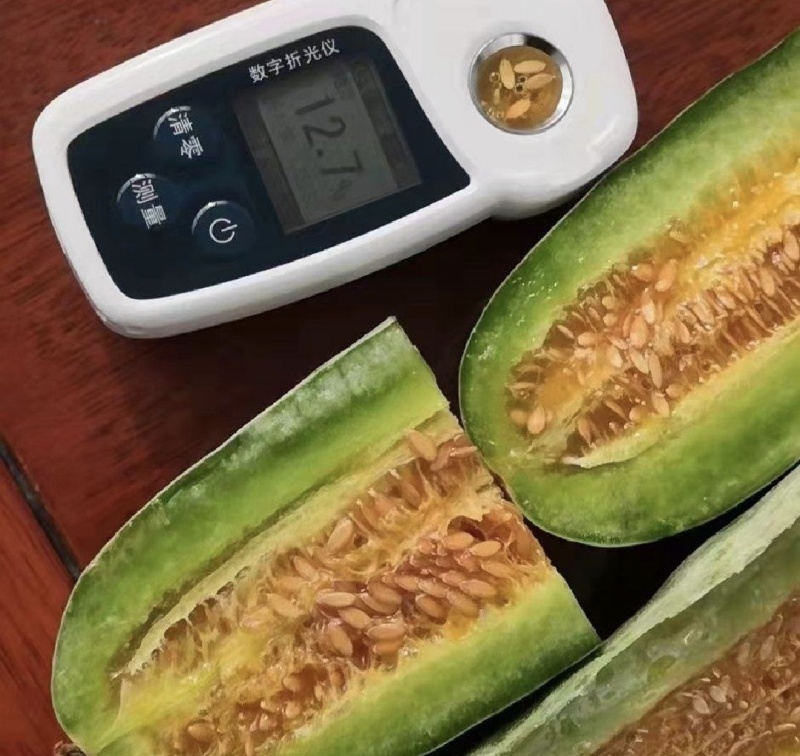 山东省潍坊寿光羊角蜜甜瓜，博洋61甜瓜欢迎大家前来采购