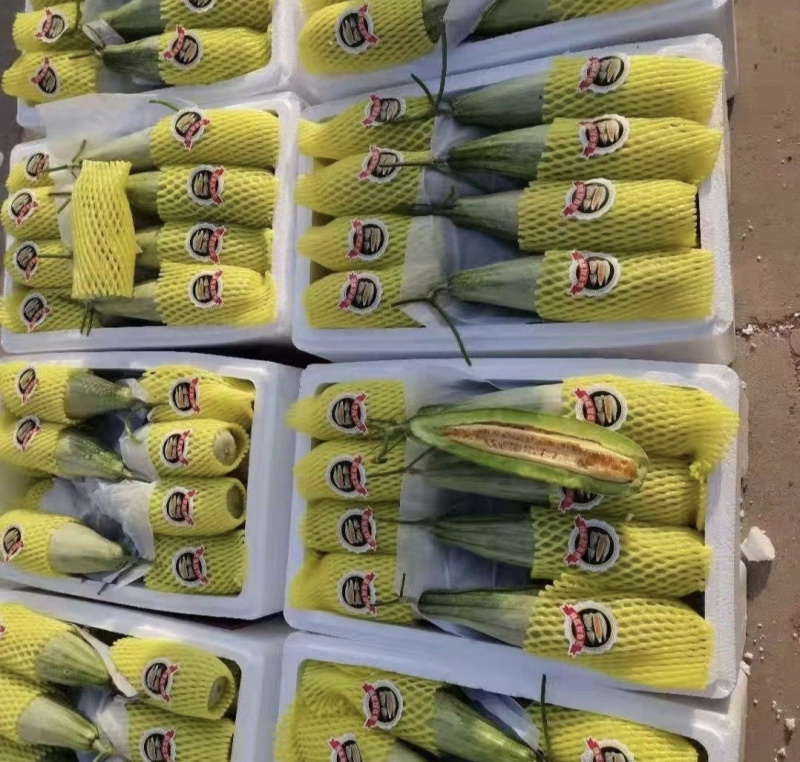山东省潍坊寿光羊角蜜甜瓜，博洋61甜瓜欢迎大家前来采购