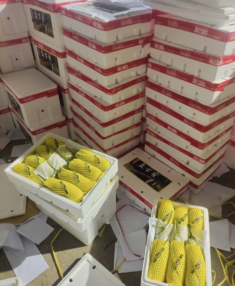 山东省潍坊寿光羊角蜜甜瓜，博洋61甜瓜欢迎大家前来采购
