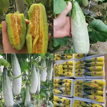 山东省潍坊寿光羊角蜜甜瓜，博洋61甜瓜欢迎大家前来采购