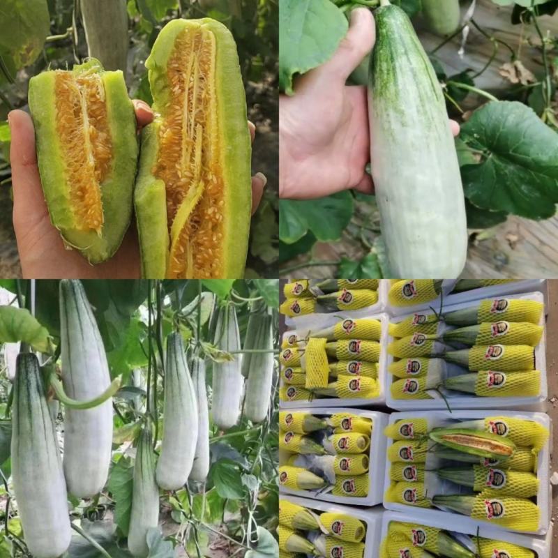 山东省潍坊寿光羊角蜜甜瓜，博洋61甜瓜欢迎大家前来采购