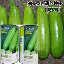 戴安娜西葫芦种子油亮型西葫芦种子抗病丰产耐热嫩绿色西葫芦