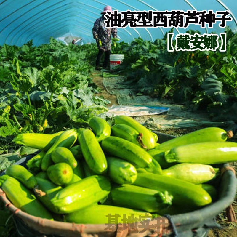 戴安娜西葫芦种子油亮型西葫芦种子抗病丰产耐热嫩绿色西葫芦