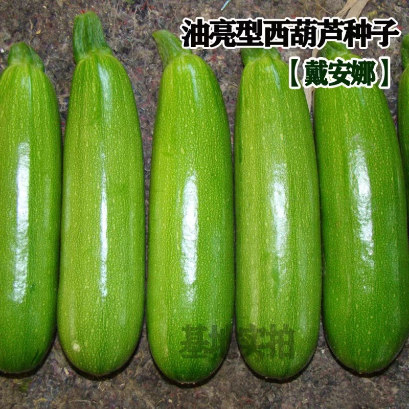 戴安娜西葫芦种子油亮型西葫芦种子抗病丰产耐热嫩绿色西葫芦