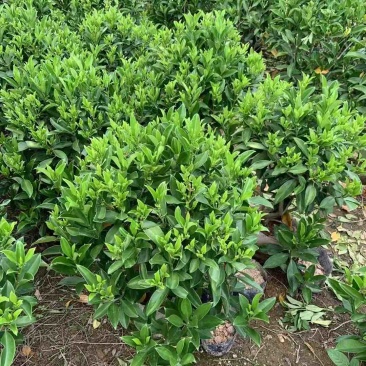 非洲茉莉球