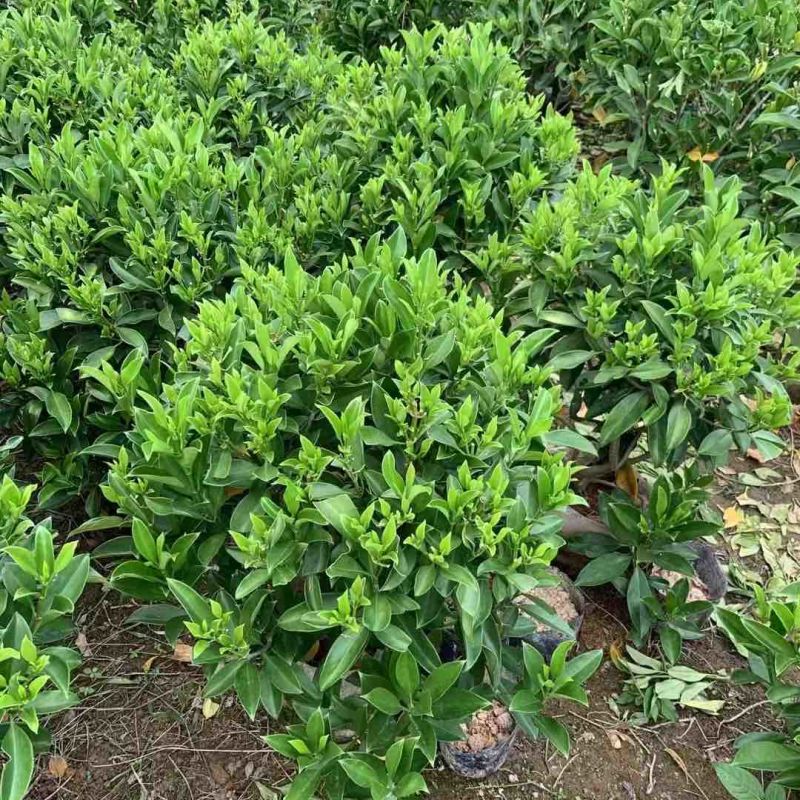 非洲茉莉球