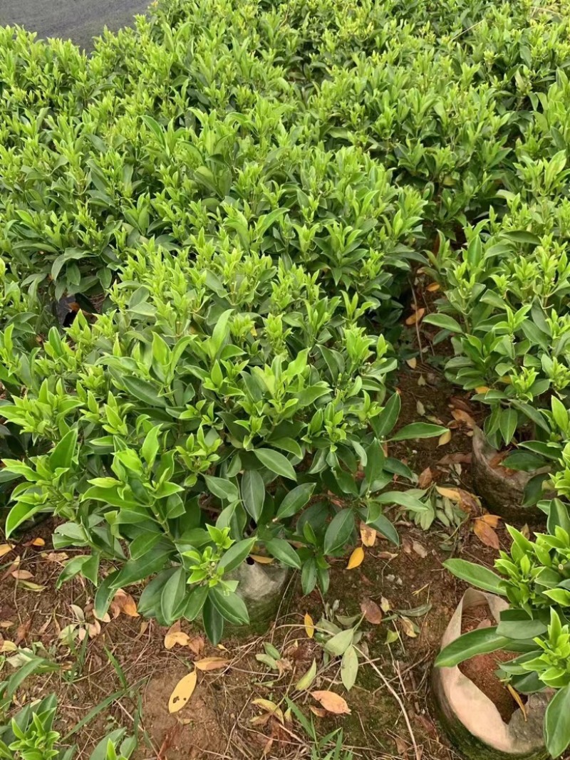 非洲茉莉球