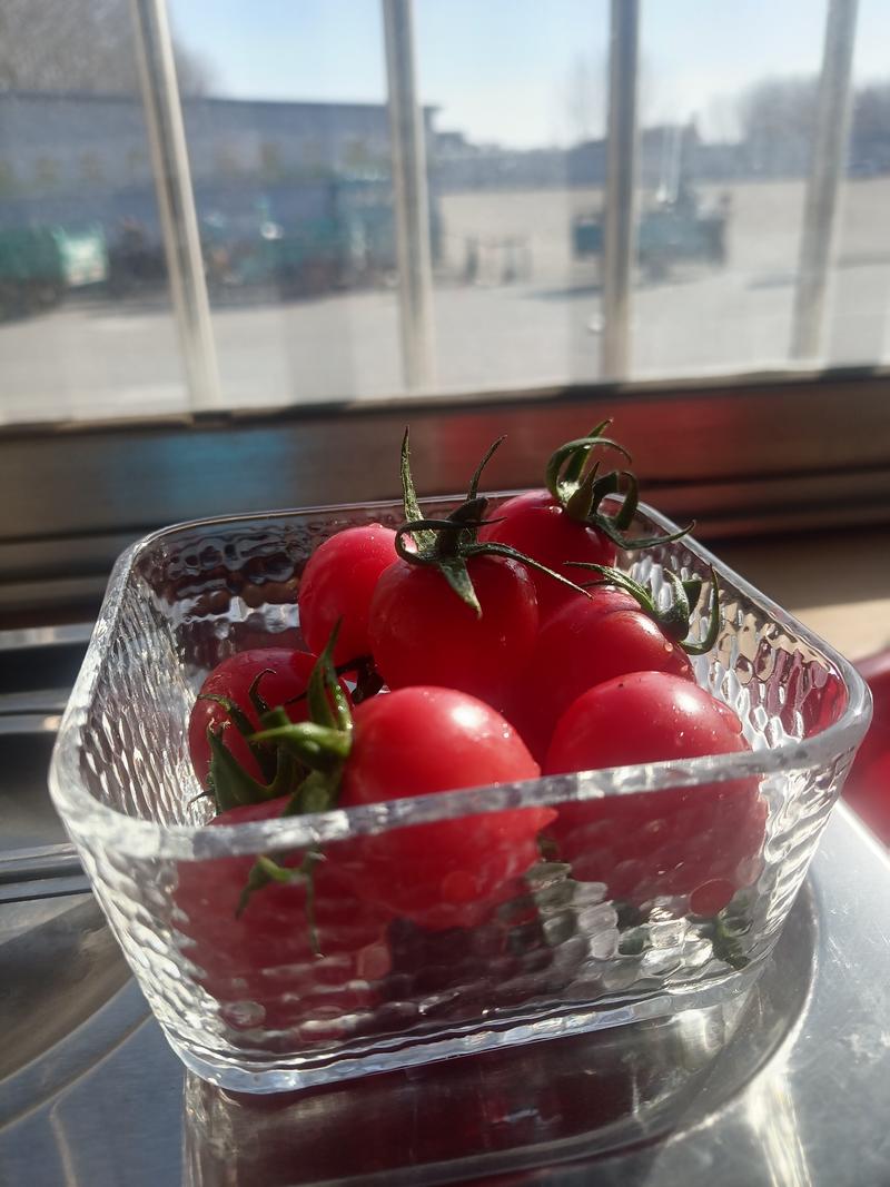 山东樱桃番茄