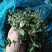 野生荠菜